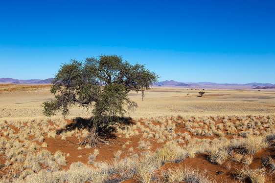 Acacia tree, NamibRand dunes, NamibRand Nature Reserve, Namib Desert