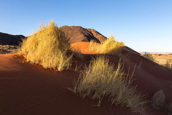Grass in sand dune at sunset, NamibRand Nature Reserve, Namib Desert
