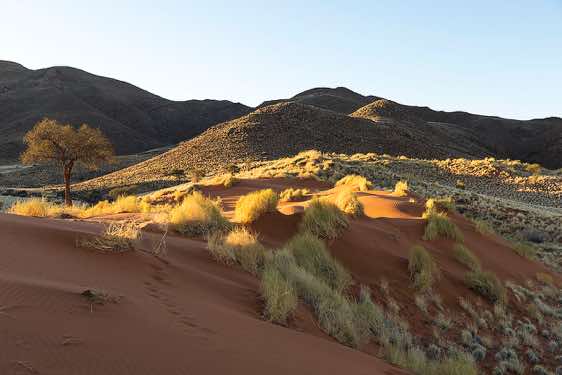 The red dunes of NamibRand at sunset, NamibRand Nature Reserve, Namib Desert