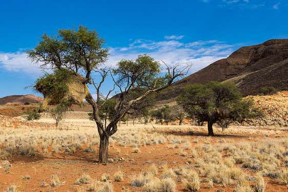 A large social weaver bird nest growing in a acacia tree, NamibRand Nature Reserve, Namib Desert