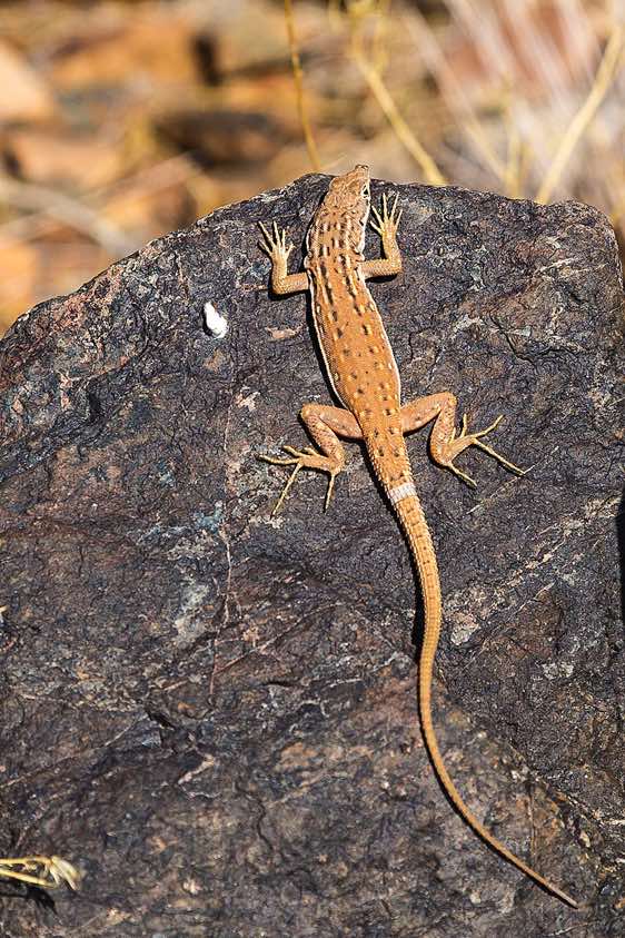 Lizard, desert reptile, NamibRand Nature Reserve, Namib Desert