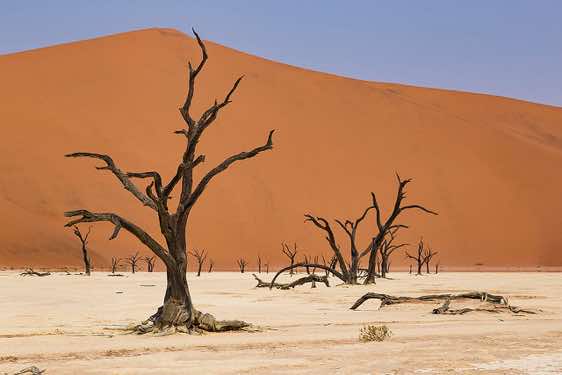 Dead tree skeletons, Dead Vlei, Namib-Naukluft National Park, Namib Desert