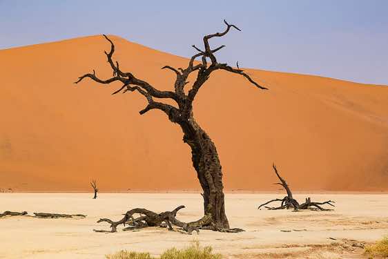 Dead tree skeleton, Dead Vlei, Sossusvlei dune field, Namib-Naukluft National Park, Namib Desert