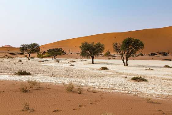 Acacia trees, Dead Vlei, Sossusvlei dune field, Namib-Naukluft Park, Namib Desert