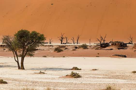Acacia tree, Dead Vlei, Sossusvlei dune field, Namib-Naukluft Park, Namib Desert