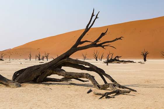 Dead tree skeletons, Dead Vlei, Sossusvlei dune field, Namib-Naukluft National Park, Namib Desert