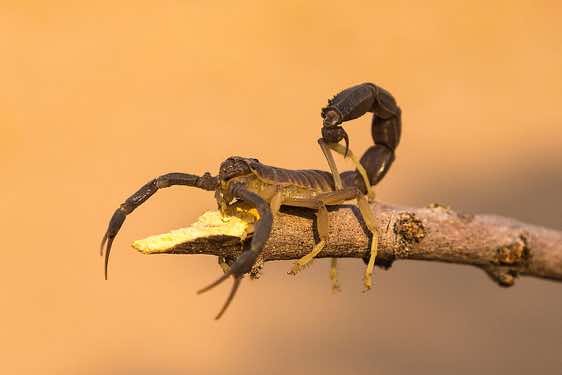 Scorpion, Seriem campsite, Namib Desert