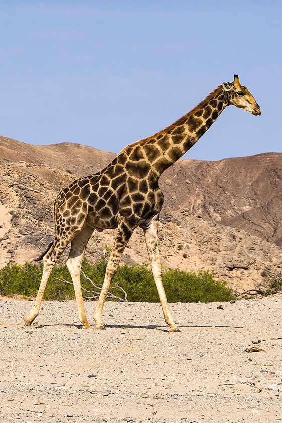 Giraffe, Hoanib riverbed, Damaraland