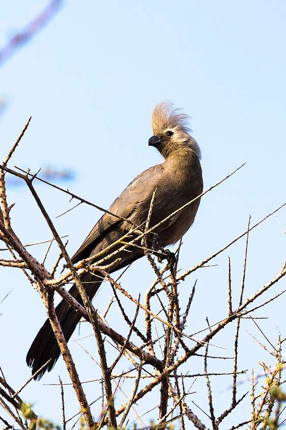 Grey go-away-bird (Corythaixoides concolor), Purros Community Campsite, Hoarusib River, Kaokoland