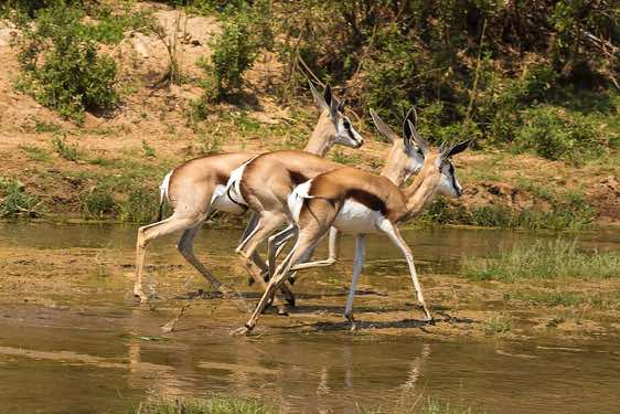 Springbok (Antidorcas marsupialis), Hoarusib River, Kaokoland