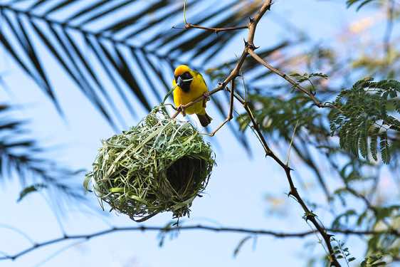 Male Masked Weaver (Ploceus velatus) weaving nest, Sesfontein