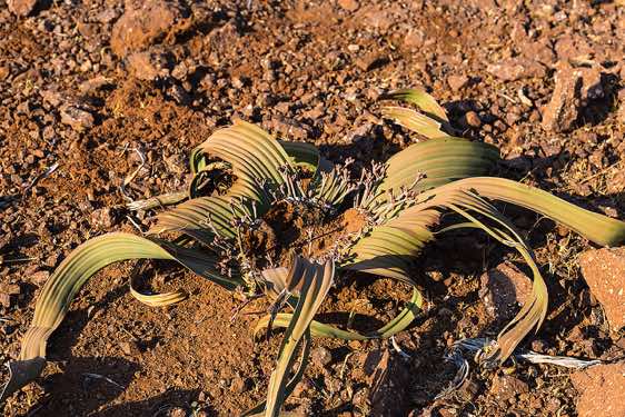 Welwitschia mirabilis, Palmwag, Kunene Region, Damaraland