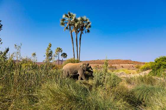Elephant at the Palmwag oasis, Palmwag, Kunene Region, Damaraland