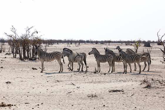 Burchell's Zebras (Equus quagga burchellii), Etosha National Park