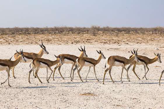 Springbok (Antidorcas marsupialis), Etosha National Park