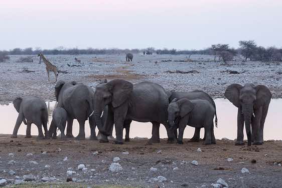 Elephants, Okaukuejo waterhole, Etosha National Park