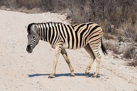 Burchell's Zebra (Equus quagga burchellii), Etosha National Park