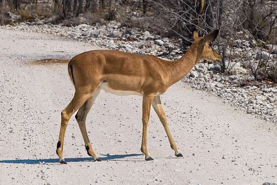 Black-faced impala, Etosha National Park