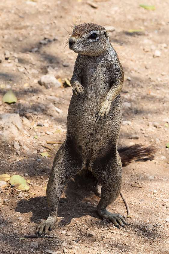 Cape squirrel, Etosha National Park