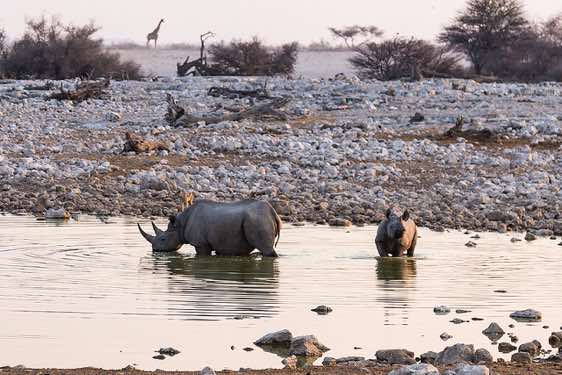 Rhinoceros in waterhole, Etosha National Park