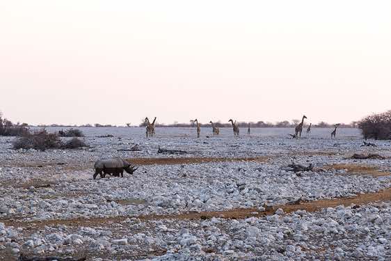 A herd of giraffes in attendance at Okaukuejo waterhole, Etosha National Park
