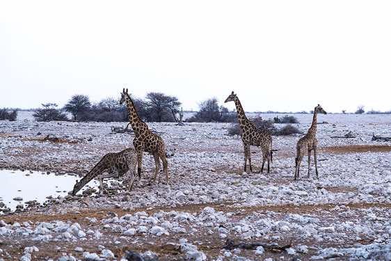 Herd of giraffes at Okaukuejo waterhole, Etosha National Park