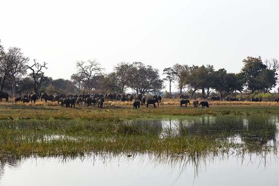 Herd of elephants, Mudumu National Park, Caprivi Strip