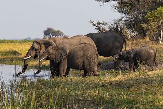 Elephants, Mudumu National Park, Caprivi Strip