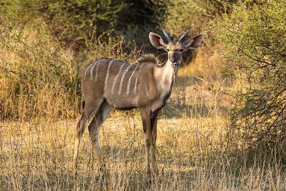 Juvenile male Kudu, Mudumu National Park, Caprivi Strip