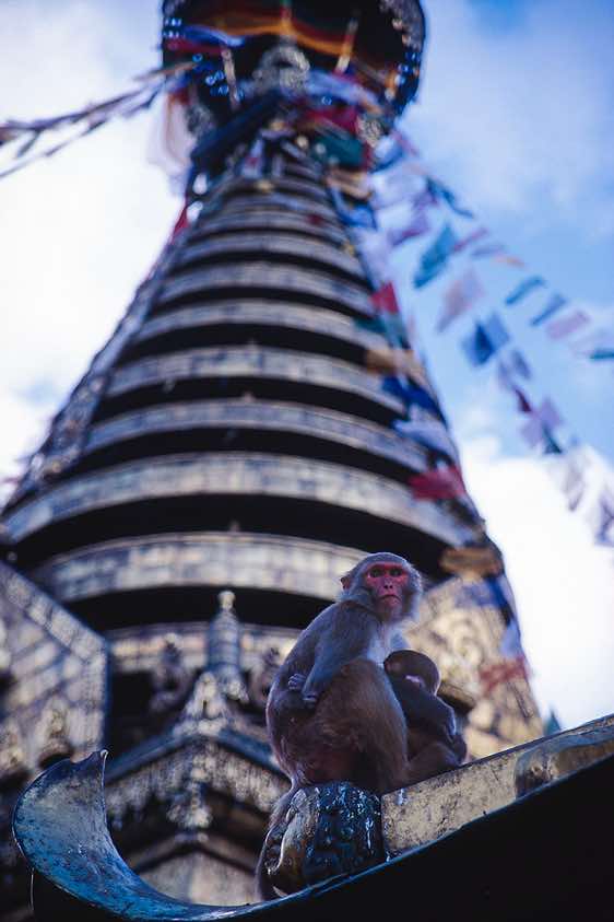 The buddhist temple of Swayambhunath in Kathmandu is known as the 'Monkey Temple'