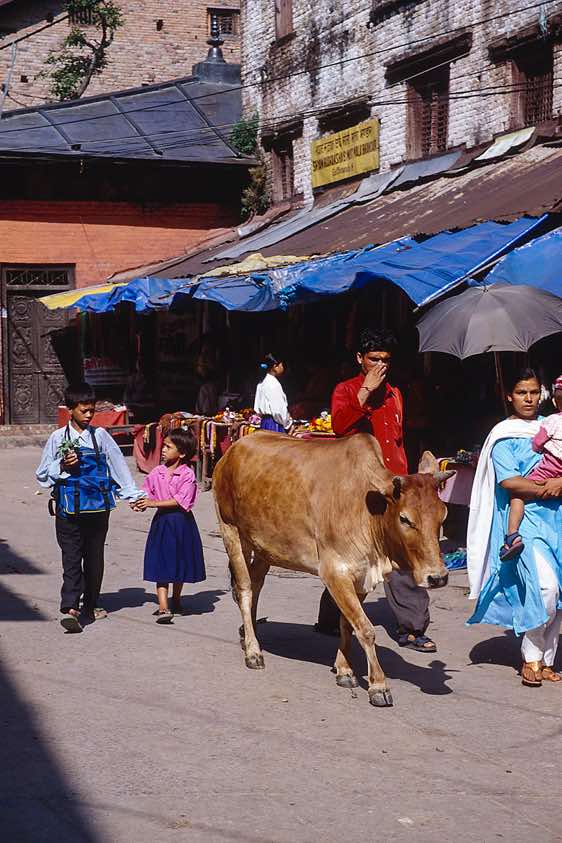 A holy cow is wandering the streets, Pashupatinath