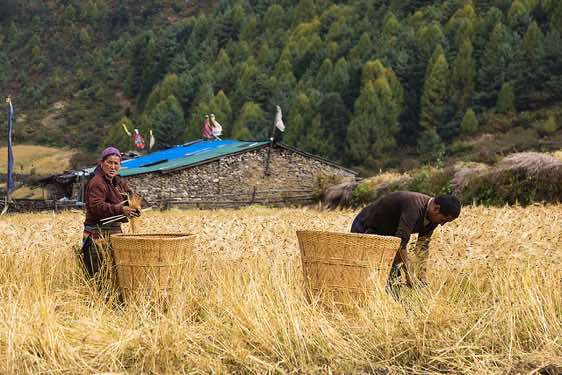 Locals working on the field, Lho village, Buri Gandaki Valley