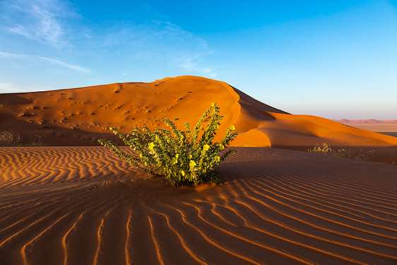 Sand dunes with flower in the foreground, desert landscape, Rub al Khali, Empty Quarter, Dhofar region