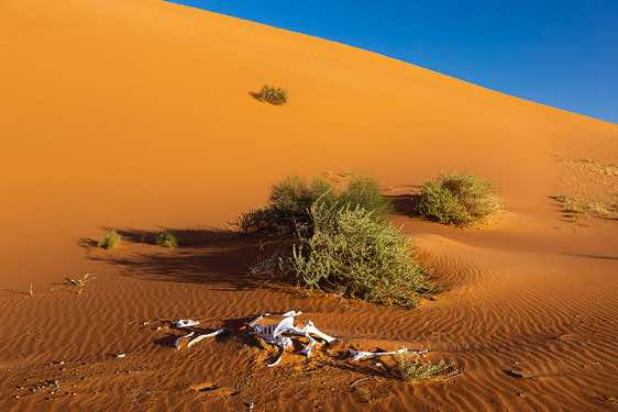 Camel bone remains, desert landscape, Rub al Khali, Empty Quarter, Dhofar region