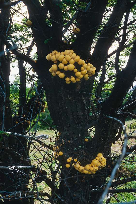 Pan de Indio, a type of fungus, Chile