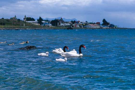 Black-necked Swan (Cygnus melancoryphus), Puerto Natales, Chile