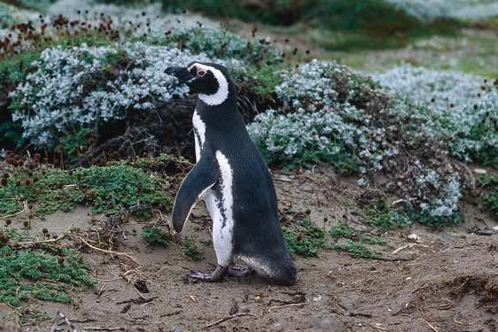 Magellan penguin, Seno Otway, outside of Punta Arenas, Chile