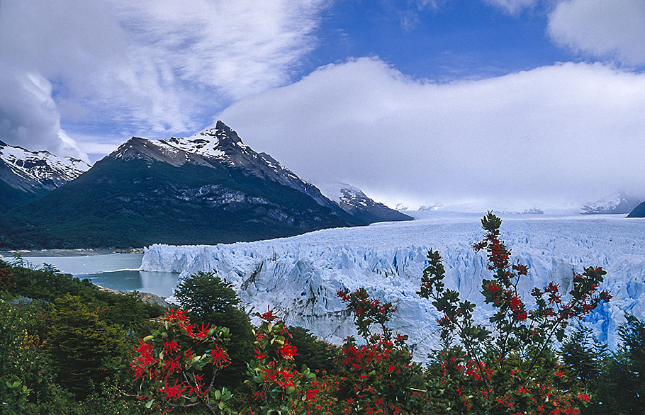Perito Moreno Glacier Firebush