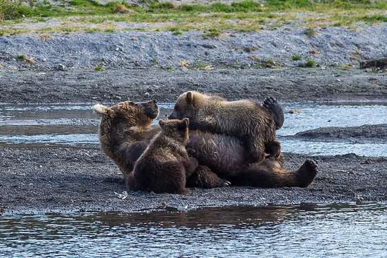 Female Brown Bear at Kurile Lake with two cubs