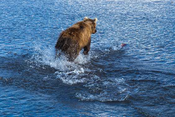 Brown Bear at Kurile Lake chasing a salmon in the water
