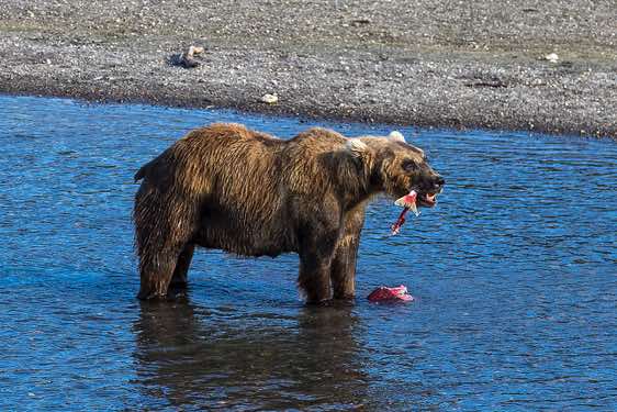 Brown Bear at Kurile Lake eating a caught salmon