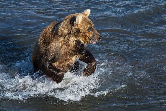 Brown Bear at Kurile Lake