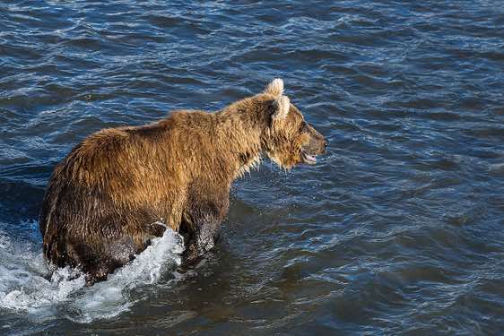 Brown Bear at Kurile Lake looking for salmon