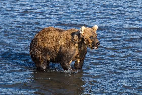 Brown Bear at Kurile Lake looking for salmon