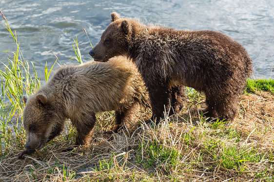 Two Brown Bear cubs at Kurile Lake