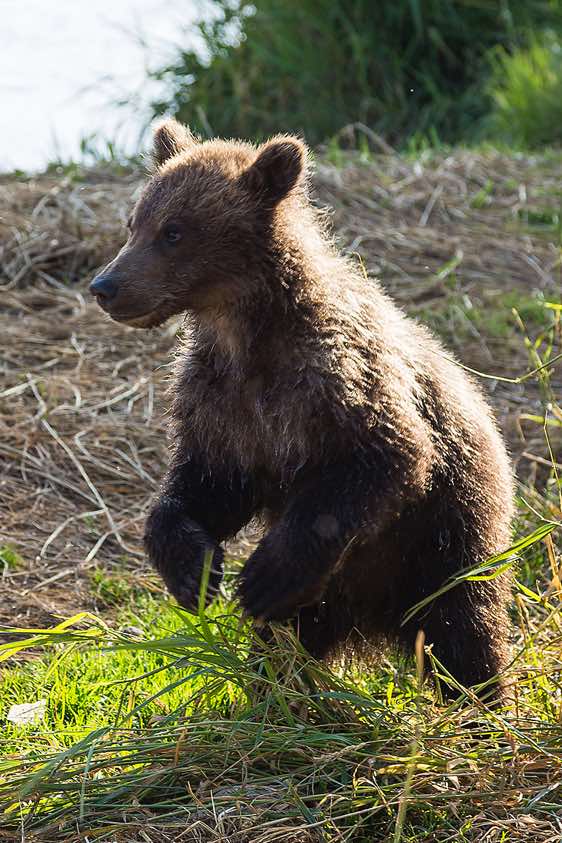 Brown Bear cub at Kurile Lake