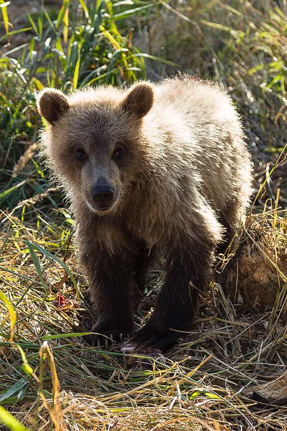 Brown Bear cub at Kurile Lake