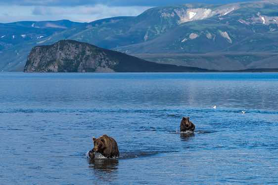 Brown Bears at Kurile Lake