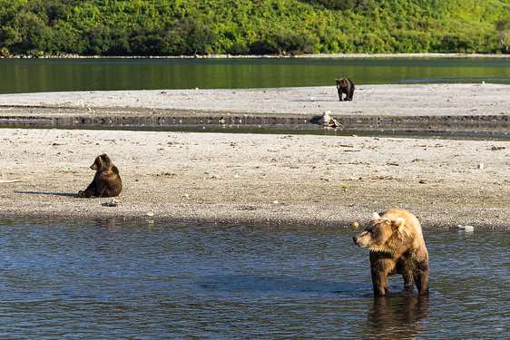 Brown Bears at Kurile Lake
