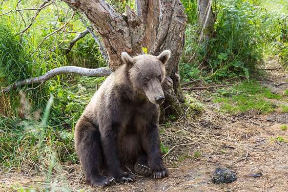 Brown Bear at Kurile Lake
